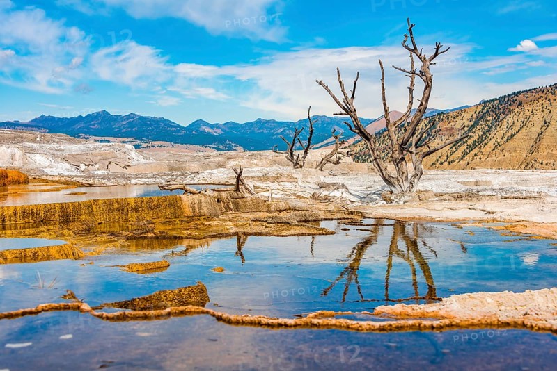 Dead trees on sinter terraces