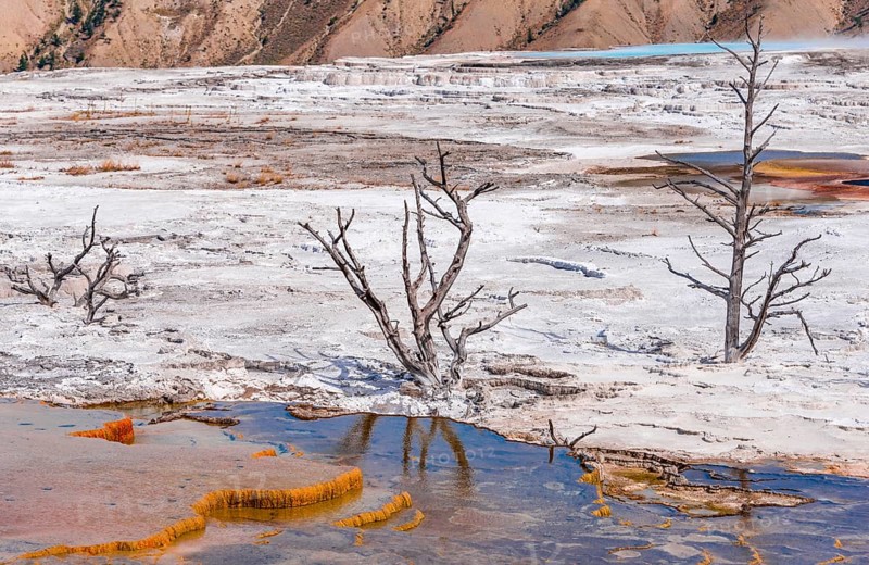 Dead trees on sinter terraces