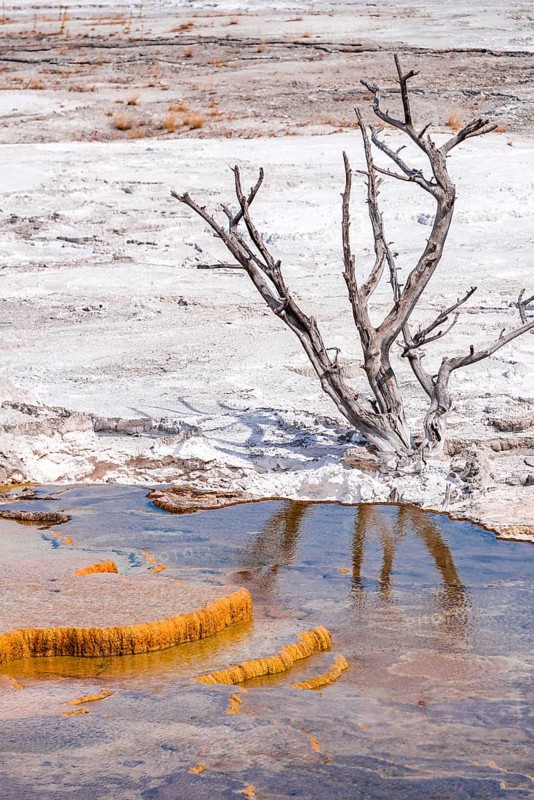 Dead tree on sinter terraces