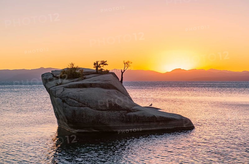 Bonsai Rock