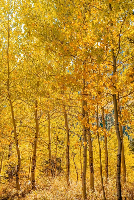 Autumn yellow aspen