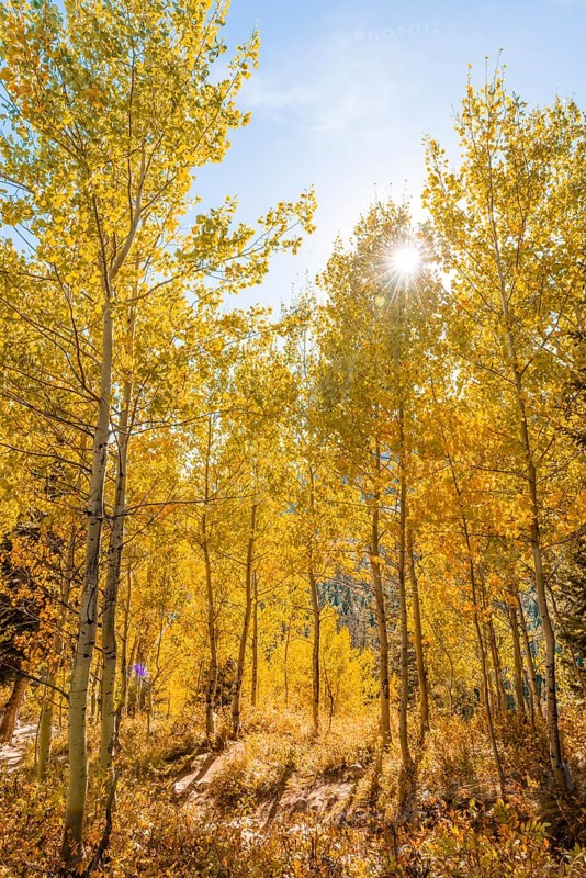 Autumn yellow aspen