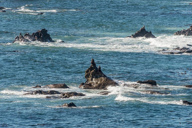 California sea lions (Zalophus californianus) on a rock in the sea