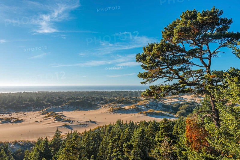 Partially wooded sand dunes on the coast