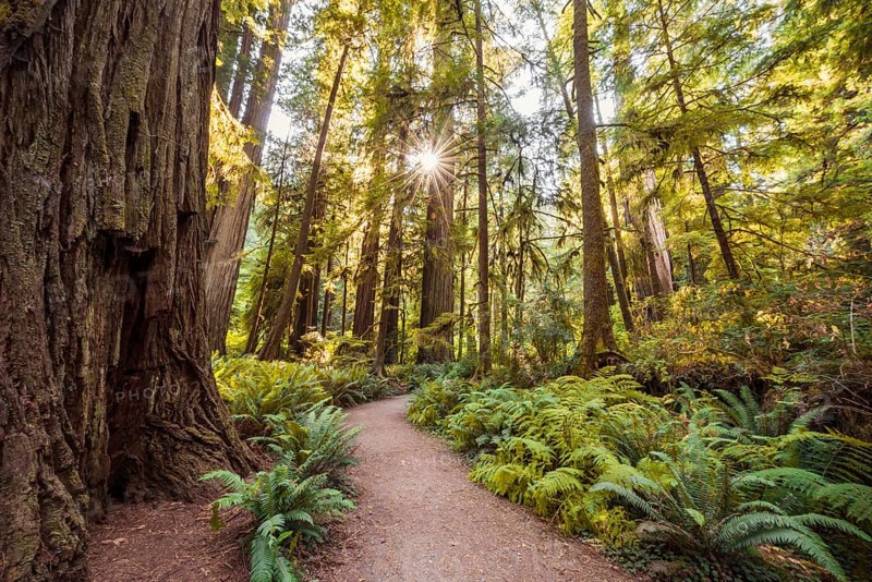 Hiking trail through forest with coastal sequoia trees (Sequoia sempervirens) and ferns