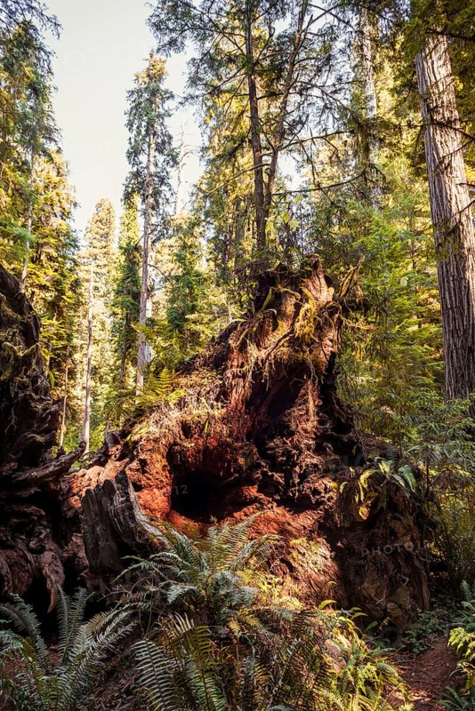 Roots of fallen coastal sequoia trees (Sequoia sempervirens)