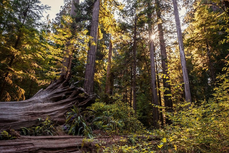 Coastal sequoia trees (Sequoia sempervirens)