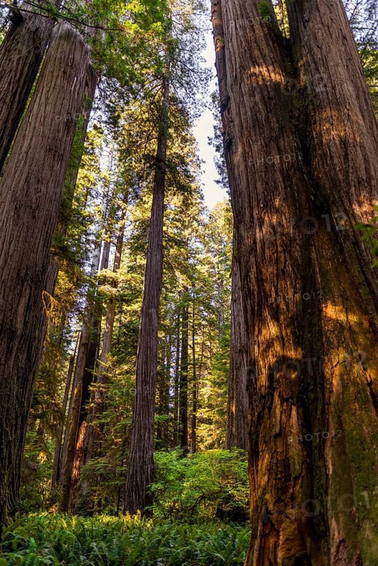 Coastal sequoia trees (Sequoia sempervirens)