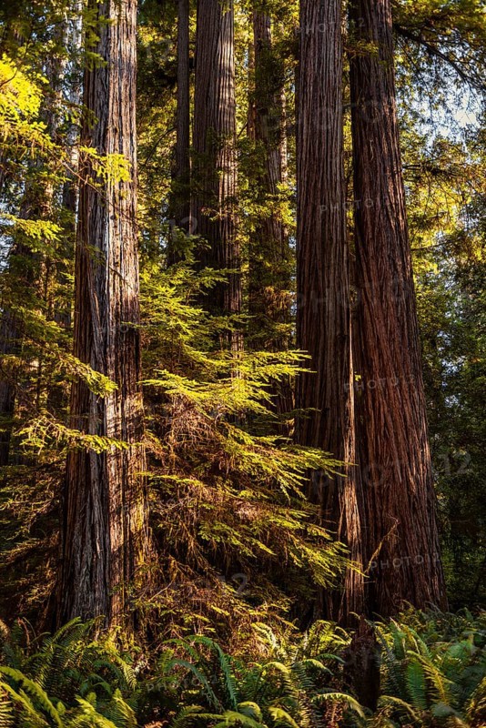 Coastal sequoia trees (Sequoia sempervirens)