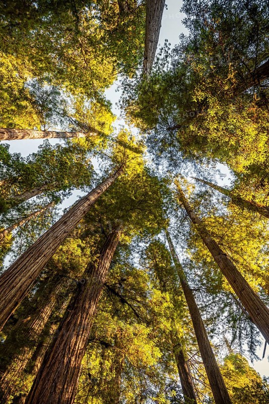 Coastal sequoia trees (Sequoia sempervirens)