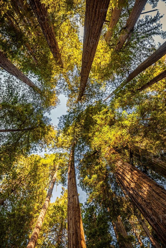 Coastal sequoia trees (Sequoia sempervirens)