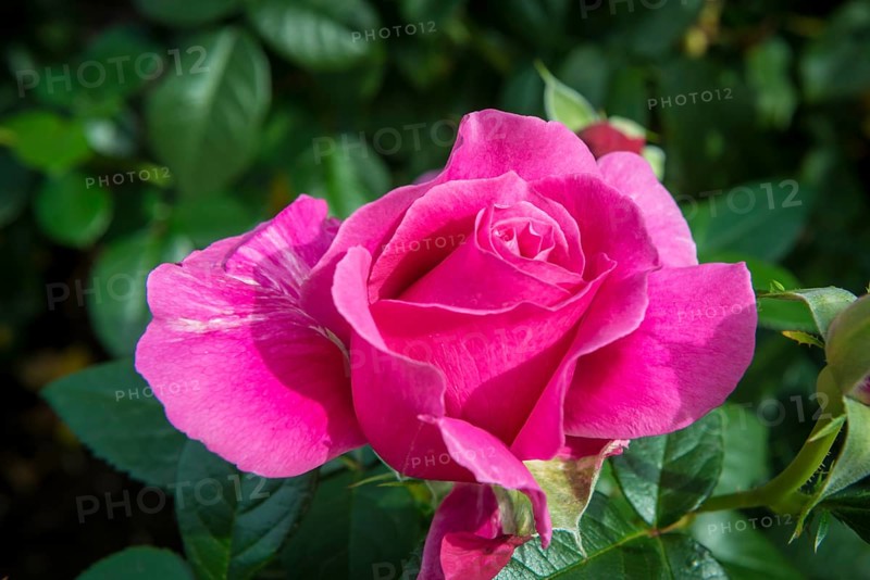 Pink Rose (Rosa)