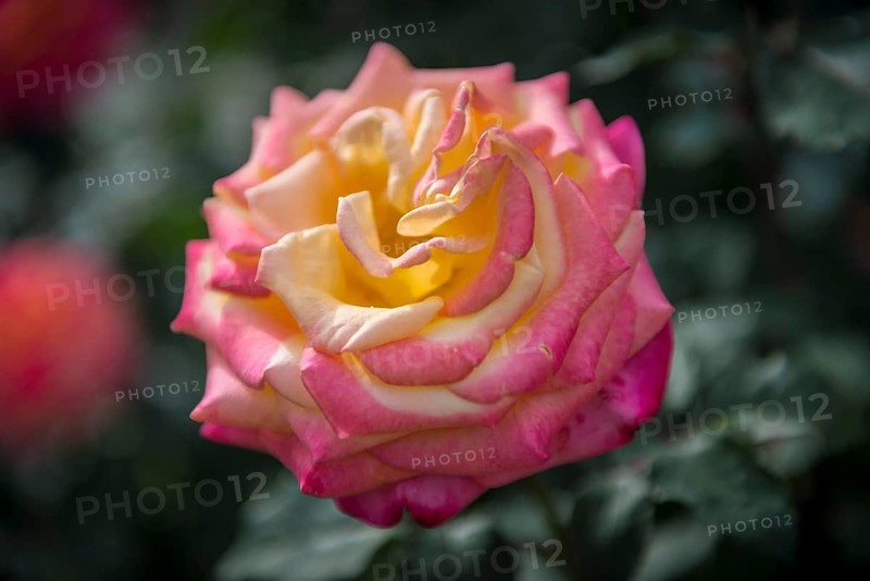 Rose (Rosa)