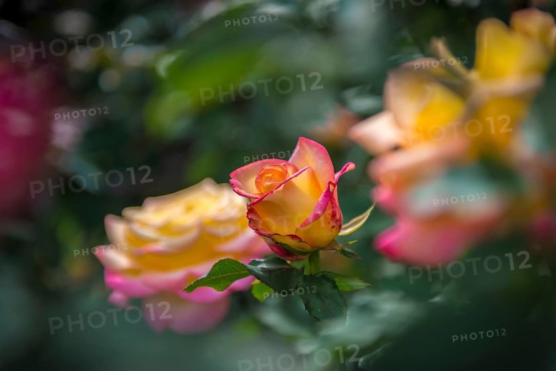 Rose (Rosa)