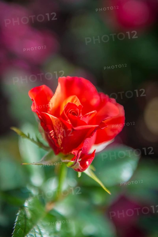Red Rose (Rosa)