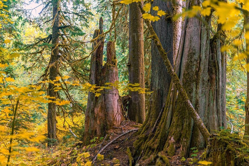 Forest with Western Red Cedar (Thuja gigantea)