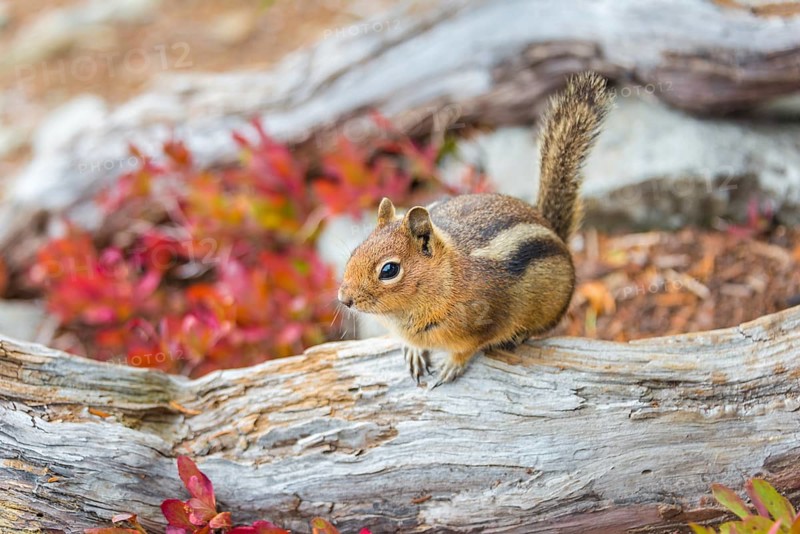 Golden-mantled ground squirrel (Callospermophilus lateralis) sits on a weathered tree trunk