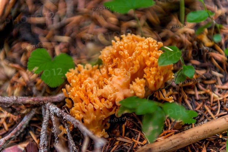 Yellow stagshorn (Calocera viscosa) at the forest floor