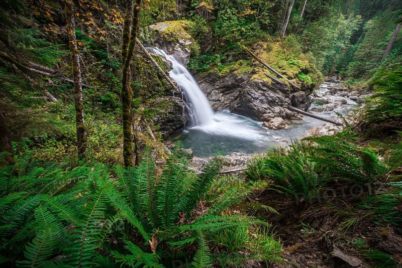Small waterfall in a forest with dense vegetation