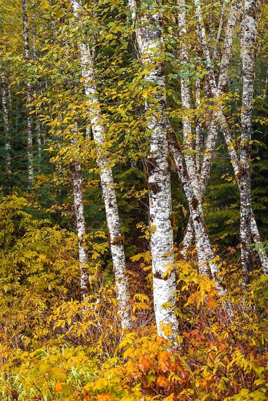 Autumn coloured bushes in birch forest