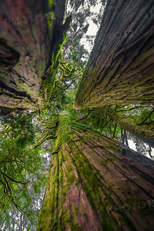 Redwood