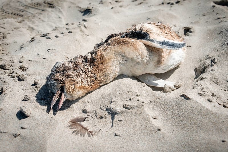 Dead Little penguin (Eudyptula minor) on the beach