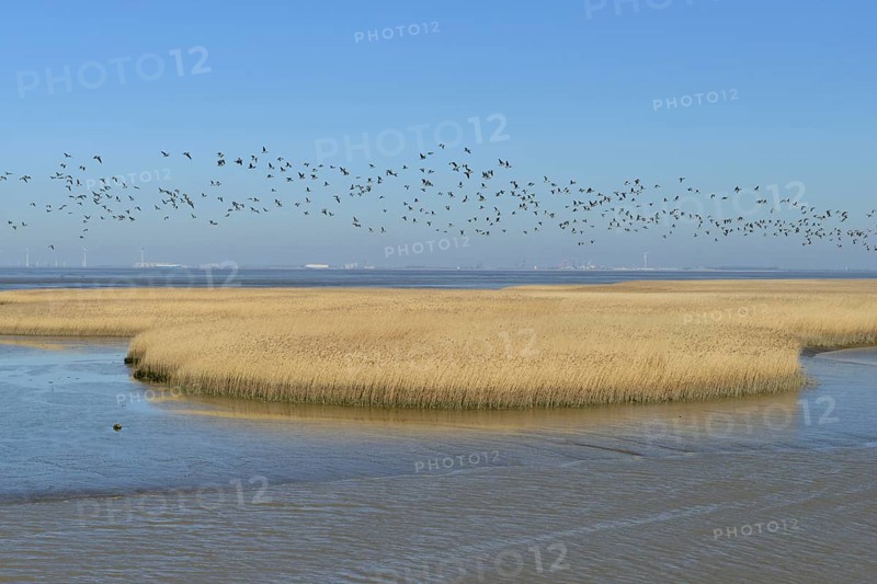 Flock of birds flying over reeds in shallow water