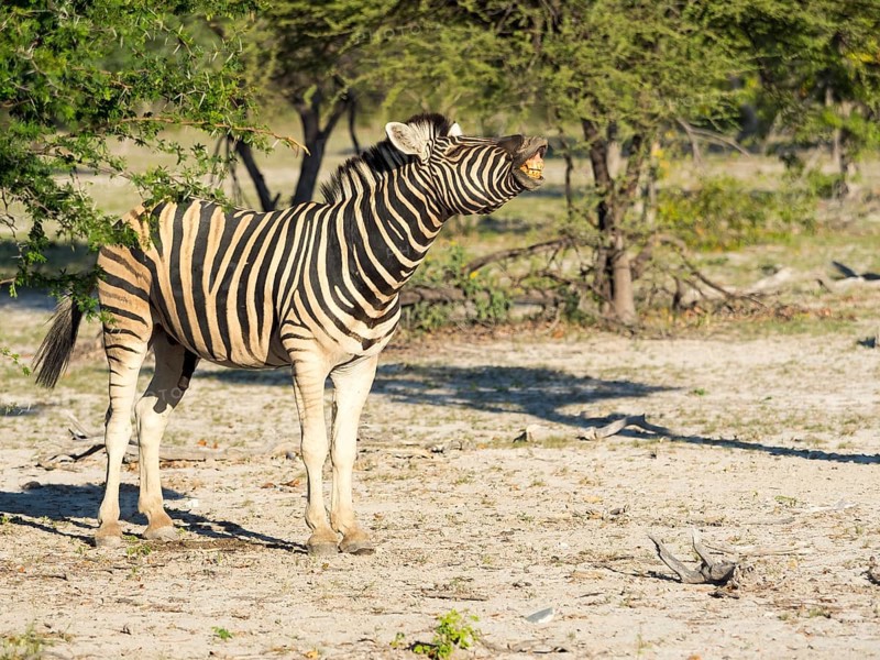 Burchell's zebra (Equus burchelli) flehmens
