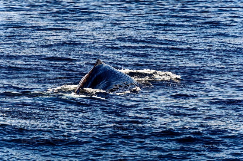 Dorsal fin