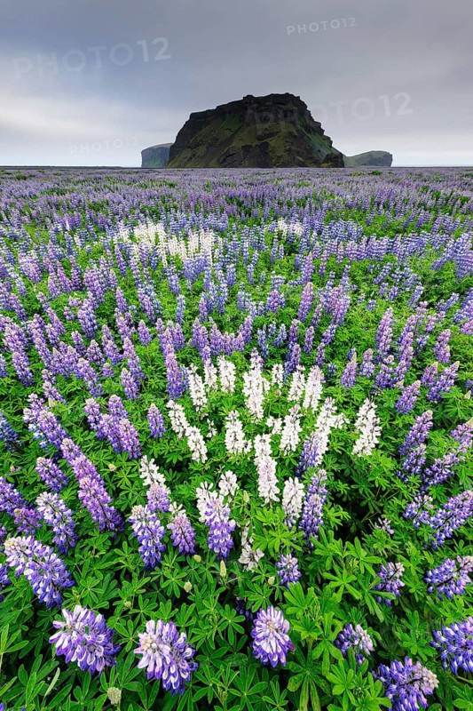 Landscape with Alaskan lupine (Lupinus nootkatensis)