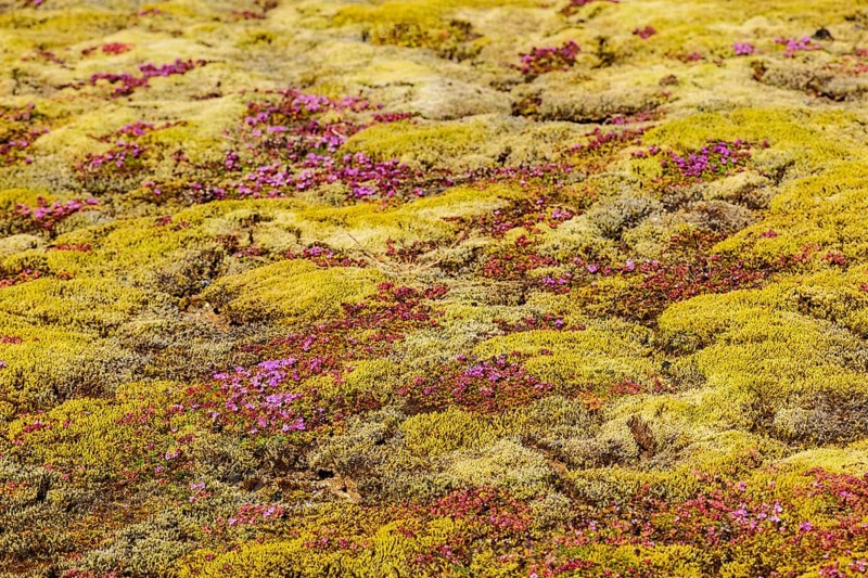 Ground vegetation with moss and early flowering thyme (Thymus praecox)