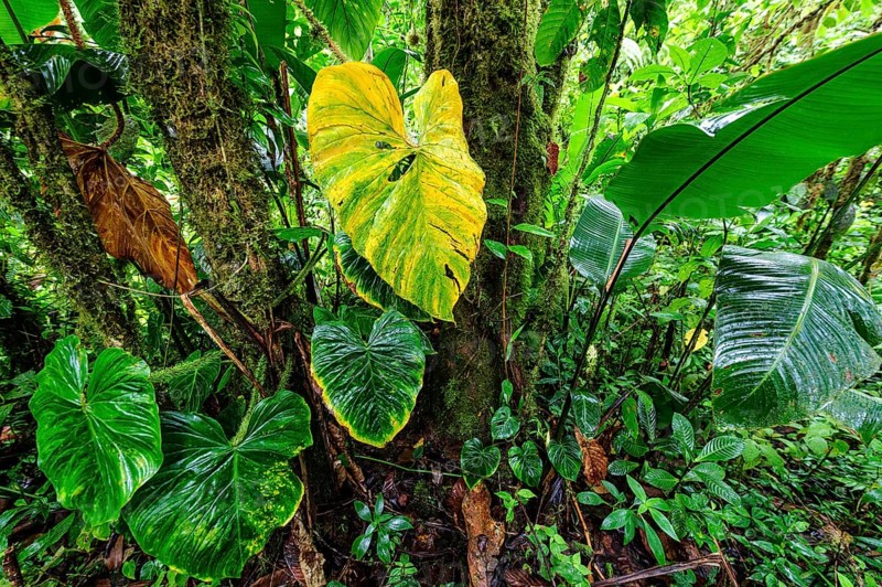 Rainforest vegetation