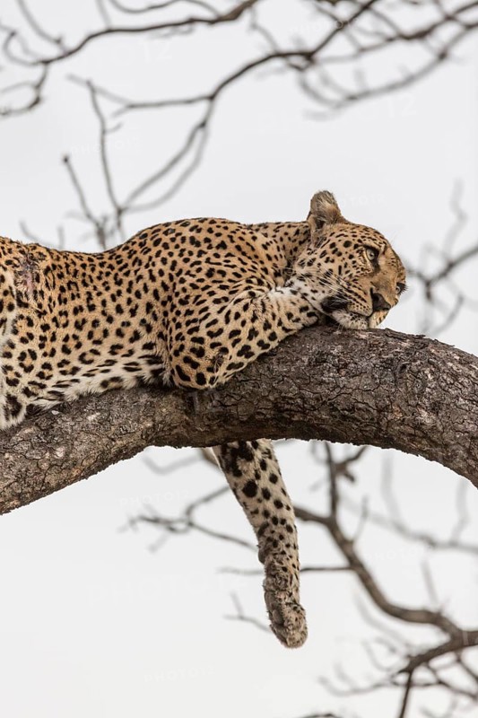Resting Leopard (Panthera pardus) on tree