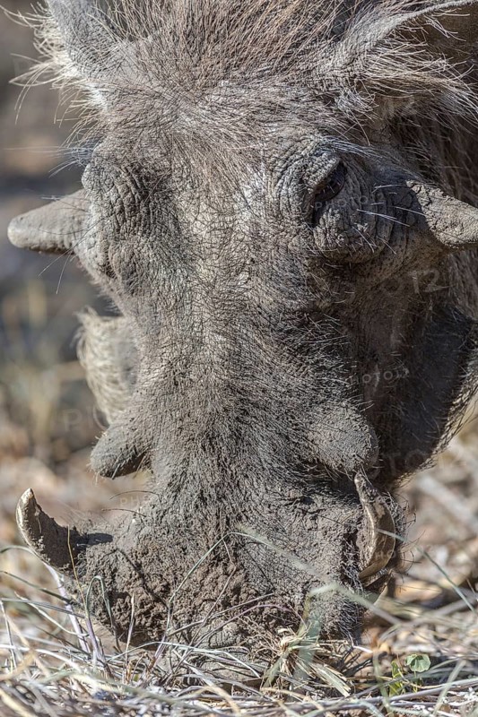 Warthog (Phacochoerus africanus) foraging