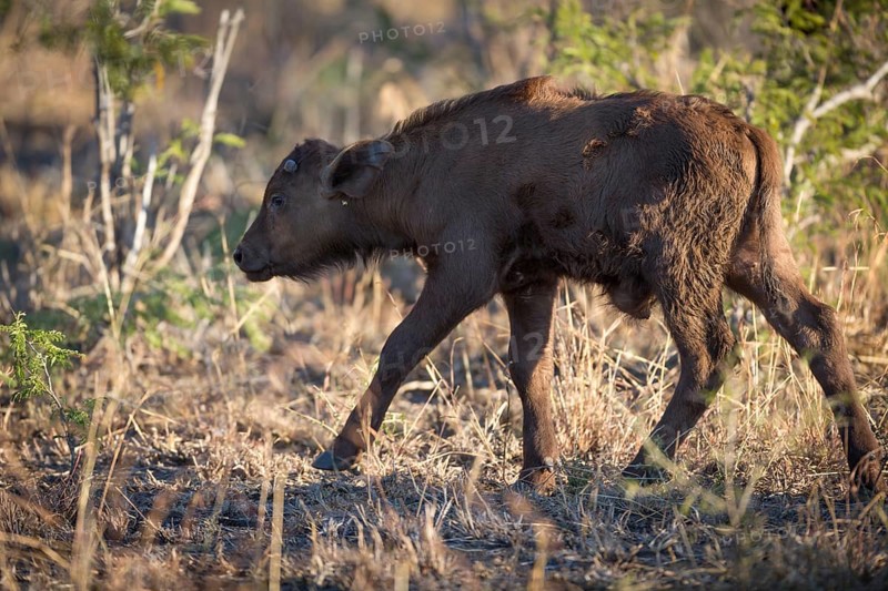 Young cape buffalo (Syncerus caffer)