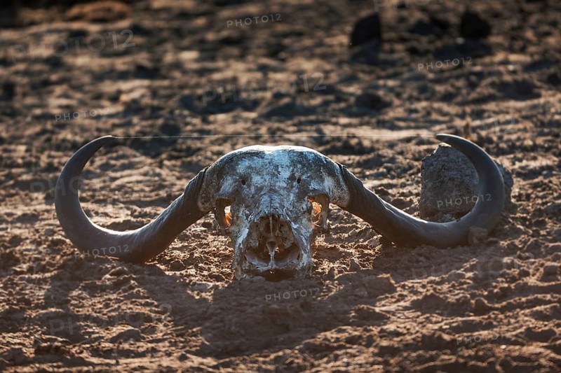 African buffalo (Syncerus caffer) skull bones