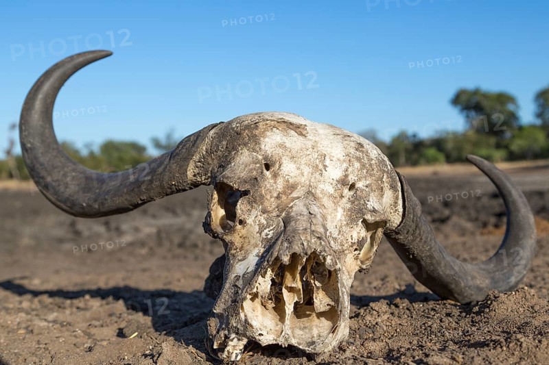 African buffalo (Syncerus caffer) skull bones