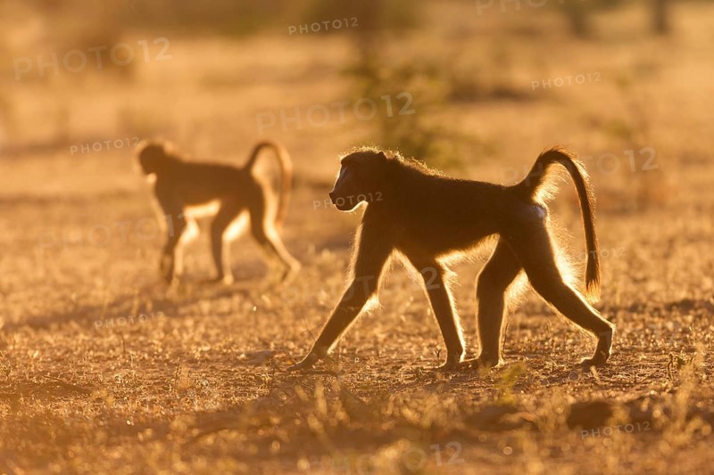 Chacma or Cape baboons (Papio ursinus) walking