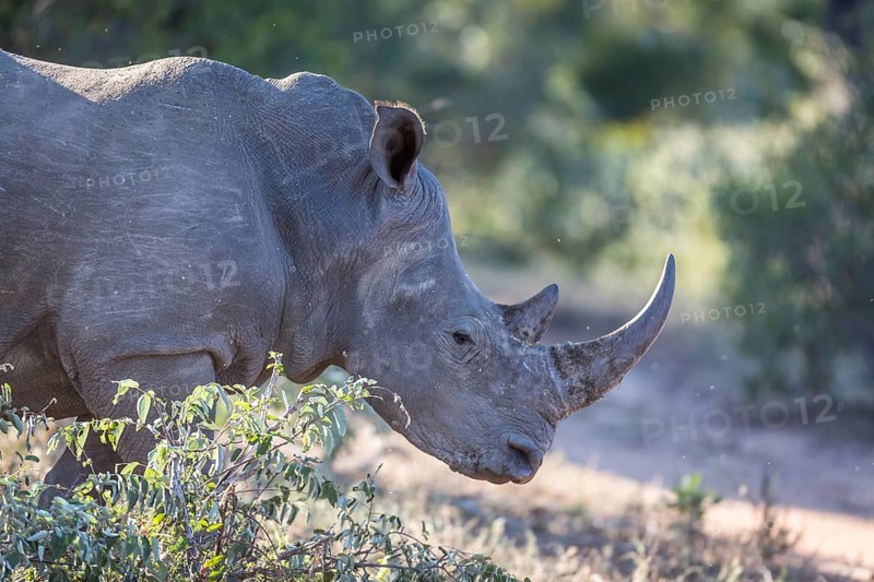White rhinoceros (Ceratotherium simum)