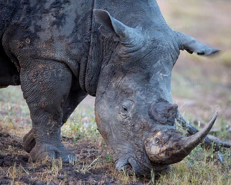 White rhinoceros (Ceratotherium simum) eating grass
