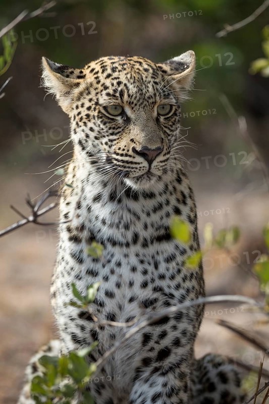 Sitting Leopard (Panthera pardus) keeping watch