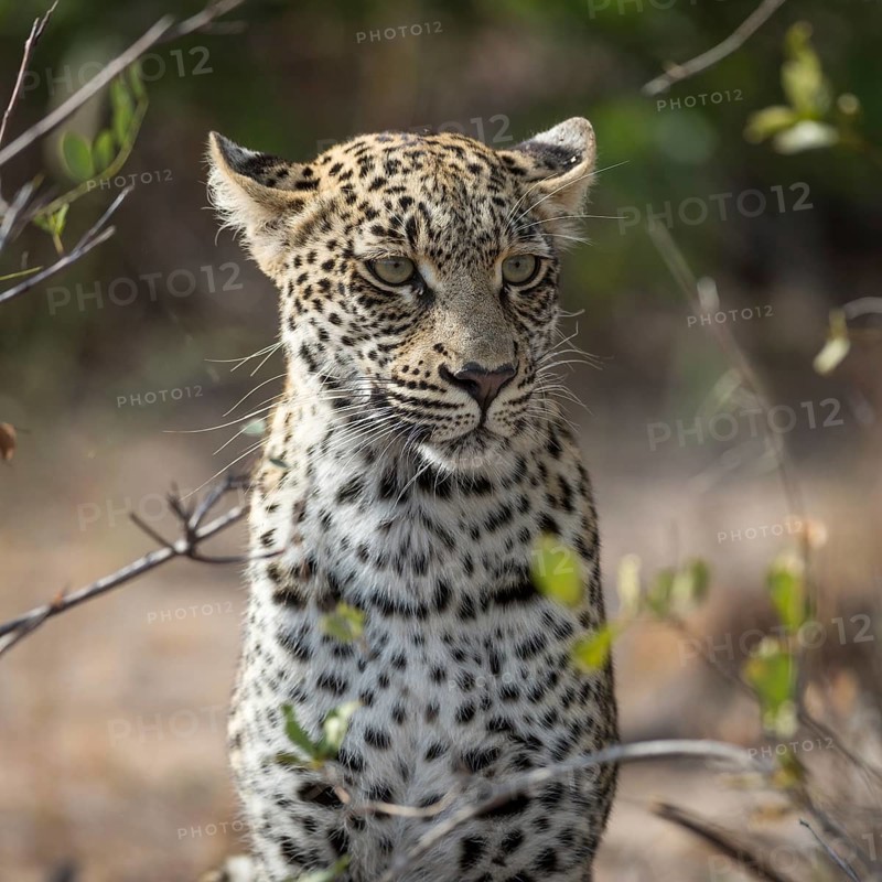 Leopard (Panthera pardus) looking attentively