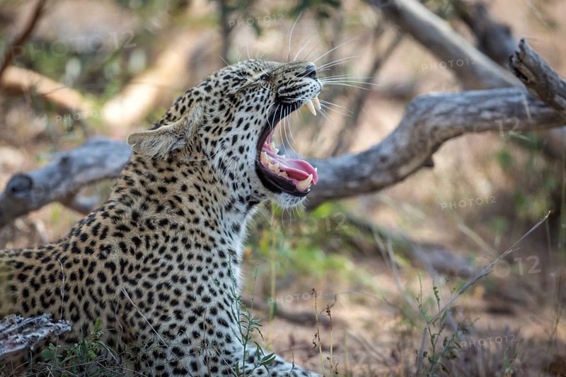 Leopard (Panthera pardus) yawning