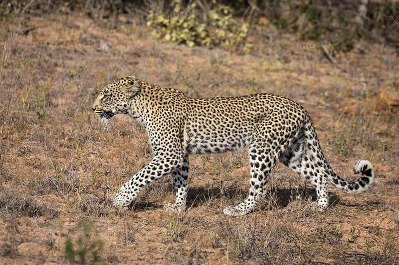 Walking Leopard (Panthera pardus)