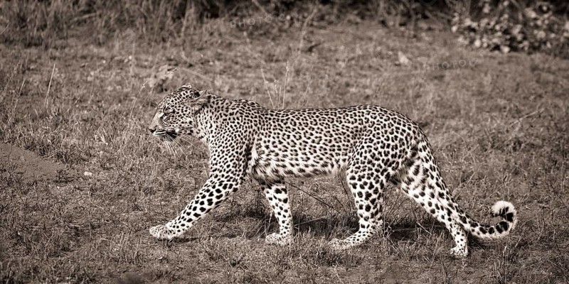 Walking Leopard (Panthera pardus)