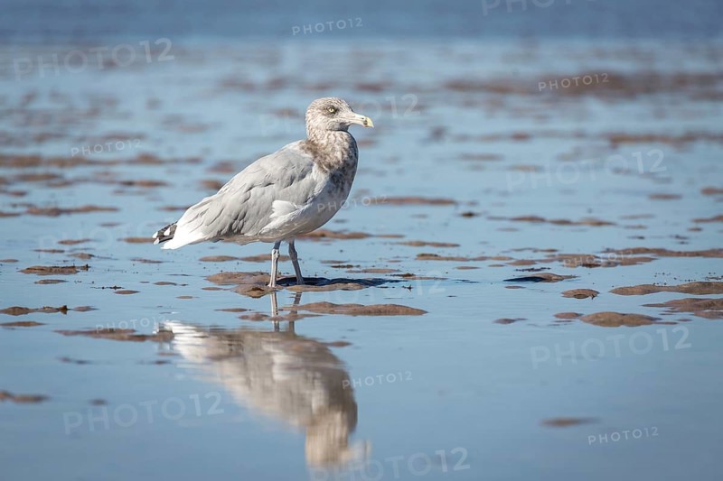 American Herring Gull (Larus smithsonianus) stands in mudflat