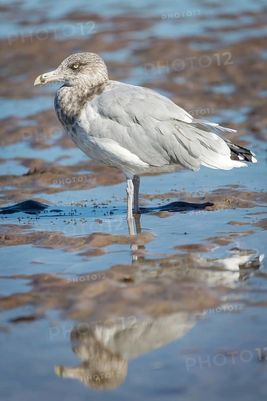 American Herring Gull (Larus smithsonianus) stands in mudflat