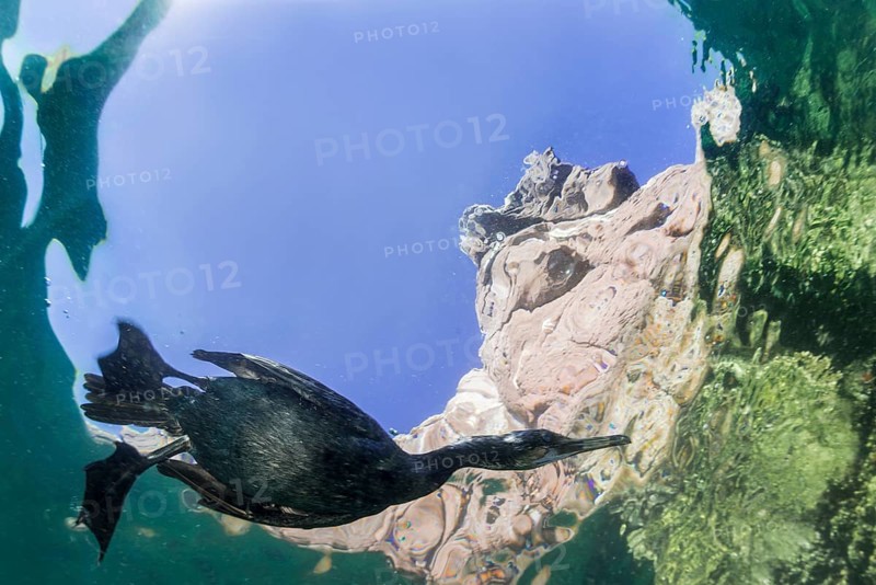Diving Great cormorant (Phalacrocorax carbo)