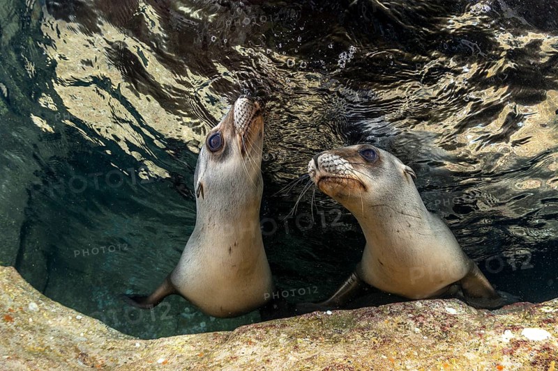 California sea lions (Zalophus californianus)