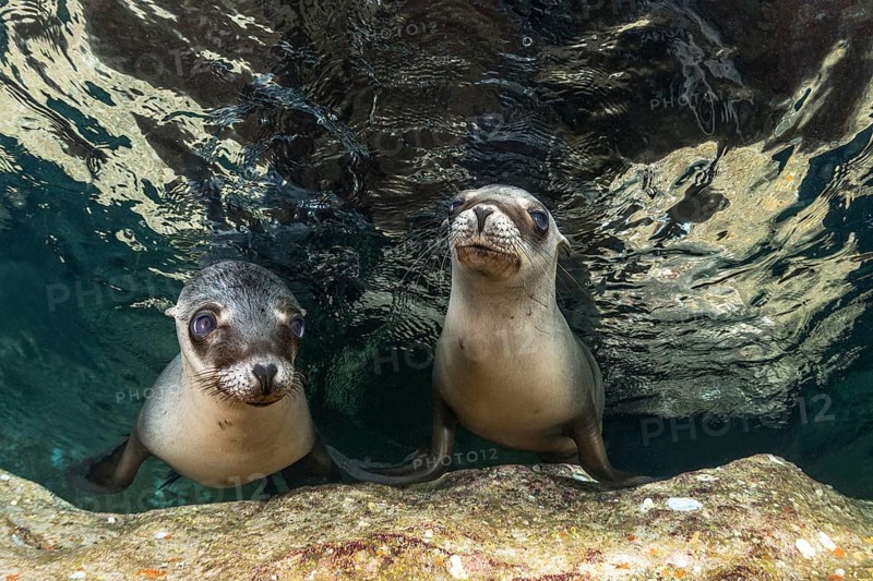 California sea lions (Zalophus californianus)
